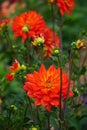 Dahlia Karma Fiesta, bright salmon orange blooms with a yellow base Royalty Free Stock Photo