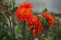 Dahlia Karma Fiesta, bright salmon orange blooms with a yellow base Royalty Free Stock Photo