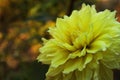 Dahlia `Kelvin Floodlight`