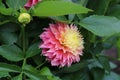 Dahlia Lambada