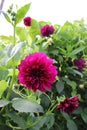 Dahlia, a large garden plant with beautiful flowers