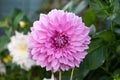 Dahlia Lavender Perfection Dinnerplate flower in summer cottage garden Royalty Free Stock Photo