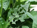 Dahlia leaf damaged by pests