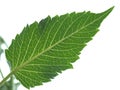 Dahlia leaf macro veins.