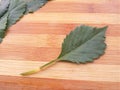 Dahlia leaf on wooden background