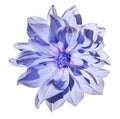 Dahlia light blue flower on an isolated white background with clipping path. Closeup. No shadows.