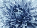 Dahlia light blue flower. Macro. Motley big flower. Background from a flower. Royalty Free Stock Photo