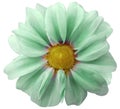 Dahlia light green flower. white background isolated with clipping path. Closeup. with no shadows. Royalty Free Stock Photo