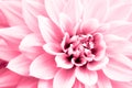 Dahlia light pink flower macro photo. High key picture in color emphasizing the bright pink and highlights Royalty Free Stock Photo