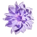 Dahlia light purple flower on an isolated white background with clipping path. Closeup. No shadows. Royalty Free Stock Photo
