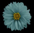 Dahlia light turquoise flower on the black isolated background with clipping path. Closeup no shadows. Garden flower.