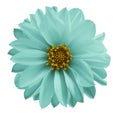 Dahlia light turquoise flower on a white isolated background with clipping path. Closeup no shadows. Garden flower Royalty Free Stock Photo