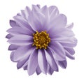 Dahlia light violet flower on a white isolated background with clipping path. Closeup no shadows. Garden flower. Royalty Free Stock Photo