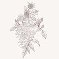 Hand drawn summer vintage bouquet: rustic Dahlia, line art.