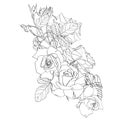 Hand drawn summer line bouquet: rustic Roses, line art. Hand painted flowers isolated on white Royalty Free Stock Photo