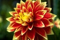 Dahlia, Butchart Gardens, Victoria, British Columbia, Canada