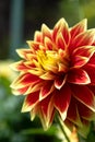 Dahlia, Butchart Gardens, Victoria, British Columbia, Canada