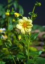 Dahlia Mexican plant with  a tuberous root from the family of daisies, grown for its brightly colored single or double flowers Royalty Free Stock Photo