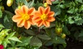 Dahlia Mexican plant  with a tuberous root from the family of daisies, grown for its brightly colored single or double flowers Royalty Free Stock Photo