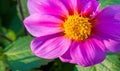 Dahlia Mexican plant with  a tuberous root from the family of daisies, grown for its brightly colored single or double flowers Royalty Free Stock Photo