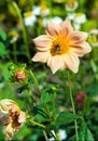 Dahlia Mexican plant with a  tuberous root from the family of daisies, grown for its brightly colored single or double flowers Royalty Free Stock Photo