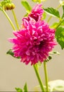 Dahlia Mexican plant   with a tuberous root from the family of daisies, grown for its brightly colored single or double flowers Royalty Free Stock Photo