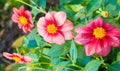 Dahlia Mexican plant with  a tuberous root from the family of daisies, grown for its brightly colored single or double flowers Royalty Free Stock Photo