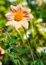 Dahlia Mexican plant with a   tuberous root from the family of daisies, grown for its brightly colored single or double flowers Royalty Free Stock Photo