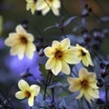 Dahlia Mignon Dinner Plate Lilac Time Yellow Flower.