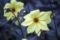 Dahlia Mignon Dinner Plate Lilac Time Yellow Flower.