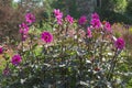 Dahlia mignon lilac lyric in bloom