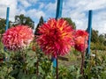 Dahlia \'Myrtle\'s folly\' blooming with colorful flower with its mix of gold, coral and rose petals
