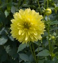 The dahlia name, Aeros in the dahlia garden Baden Baden near the lichtentaler alley. Baden Baden, Baden WÃÂ¼rttemberg, Germany