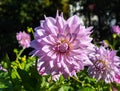 The dahlia name, AlmandÃ¢â¬Ës Joy in the dahlia garden Baden Baden near the lichtentaler alley. Baden Baden, Baden WÃÂ¼rttemberg,