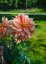 The dahlia (name, Babylon bronce) in the dahlia garden Baden Baden near the lichtentaler alley. Royalty Free Stock Photo