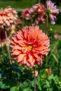 The dahlia (name, Babylon brons) in the dahlia garden Baden Baden near the lichtentaler alley. Royalty Free Stock Photo