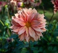 The dahlia (name, Babylon brons) in the dahlia garden Baden Baden near the lichtentaler alley. Royalty Free Stock Photo