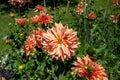 The dahlia (name, Babylon Brons) in the dahlia garden Baden Baden near the lichtentaler alley. Royalty Free Stock Photo