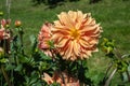 The dahlia (name, Babylon Brons) in the dahlia garden Baden Baden near the lichtentaler alley. Royalty Free Stock Photo