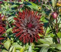 The dahlia name, Black Jack in the dahlia garden Baden Baden near the lichtentaler alley. Baden Baden, Baden WÃÂ¼rttemberg,