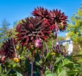 The dahlia name, Black Jack in the dahlia garden Baden Baden near the lichtentaler alley. Baden Baden, Baden WÃÂ¼rttemberg,