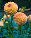 The dahlia name, Blyton Softer Gleam in the dahlia garden Baden Baden near the lichtentaler alley. Baden Baden, Baden WÃÂ¼