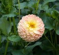 The dahlia name, Blyton Softer Gleam in the dahlia garden Baden Baden near the lichtentaler alley. Baden Baden, Baden WÃÂ¼