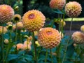 The dahlia name, Blyton Softer Gleam in the dahlia garden Baden Baden near the lichtentaler alley. Baden Baden, Baden WÃÂ¼ Royalty Free Stock Photo