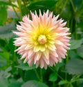 The dahlia name, Grenidor Pastelle in the dahlia garden Baden Baden near the lichtentaler alley. Baden Baden, Baden WÃÂ¼rttemberg