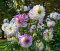 The dahlia name, Hapet Blue Eyes in the dahlia garden Baden Baden near the lichtentaler alley. Baden Baden, Baden WÃÂ¼rttemberg, Royalty Free Stock Photo