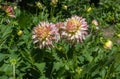 The dahlia (name, Hapet Champagne) in the dahlia garden Baden Baden near the lichtentaler alley. Royalty Free Stock Photo