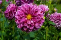 The dahlia name, Hapet Flash in the dahlia garden Baden Baden near the lichtentaler alley. Baden Baden, Baden WÃÂ¼rttemberg, Royalty Free Stock Photo