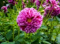 The dahlia name, Hapet Flash in the dahlia garden Baden Baden near the lichtentaler alley. Baden Baden, Baden WÃÂ¼rttemberg, Royalty Free Stock Photo