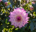 The dahlia name, Hapet Pink Jack in the dahlia garden Baden Baden near the lichtentaler alley. Baden Baden, Baden WÃÂ¼rttemberg,